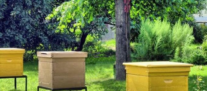 С чего начать разведение пчел и где следует это делать?